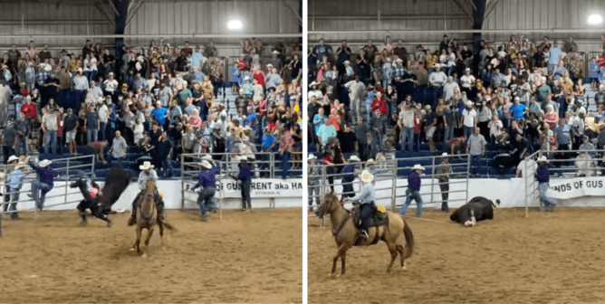 A bull who escaped a Florida rodeo (breifly) is dragged over a barrier and through dust by the throat
