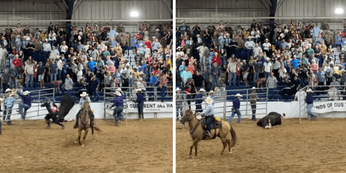 VIDEO Bull Runs Into Crowd to Escape Rodeo Horror Show PETA