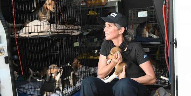 CAP worker with rescued beagles from Envigo
