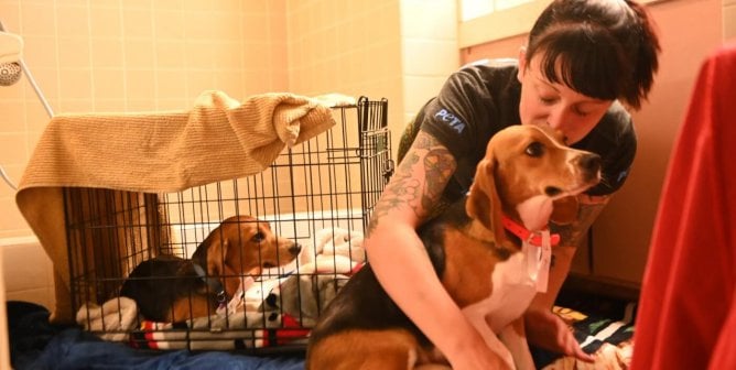 CAP worker hugging rescued beagle