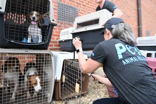 beagles looking from cages after their rescue from Envigo