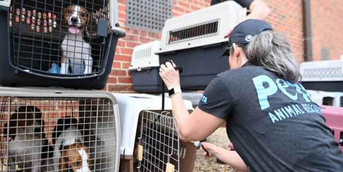 beagles looking from cages after their rescue from Envigo