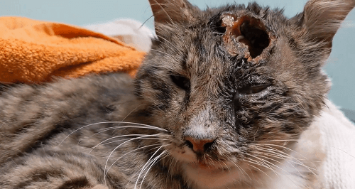Goku had severe injuries due to an alleged coyote attack. His suffering was gently ended at PETA