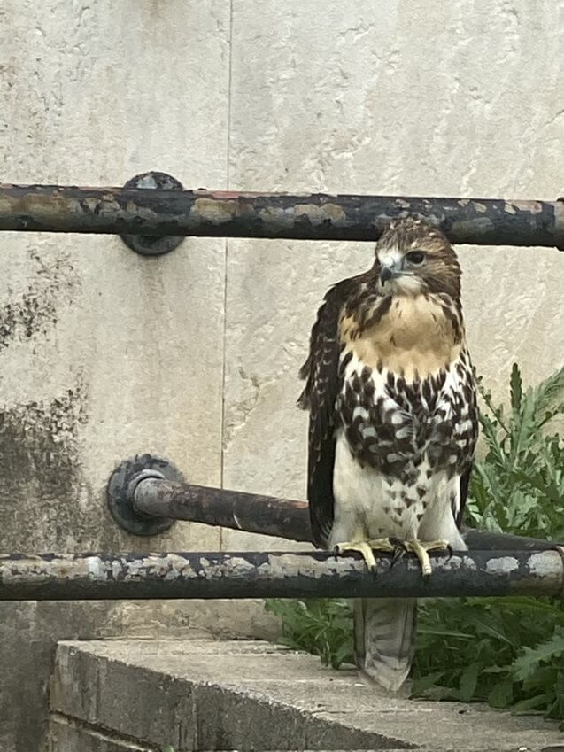 CID summer 2022 rescues injured flightless hawk
