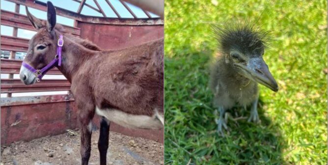 PETA Fielded Calls From California to Canada to Help Animals This Summer