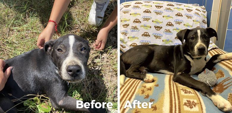 Rescued Dog Is on a New Mission—Finding a Loving Home
