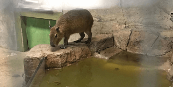 capybara enclosure at seaquest