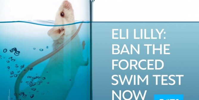 Eli Lilly: “You Should See Other Things That We Have To Do To Animals.”