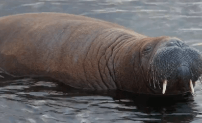 The Killing of Freya the Walrus Is Another Reminder to Leave Wildlife Alone