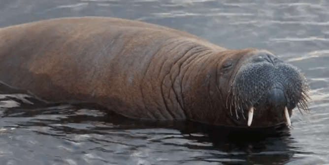 The Killing of Freya the Walrus Is Another Reminder to Leave Wildlife Alone