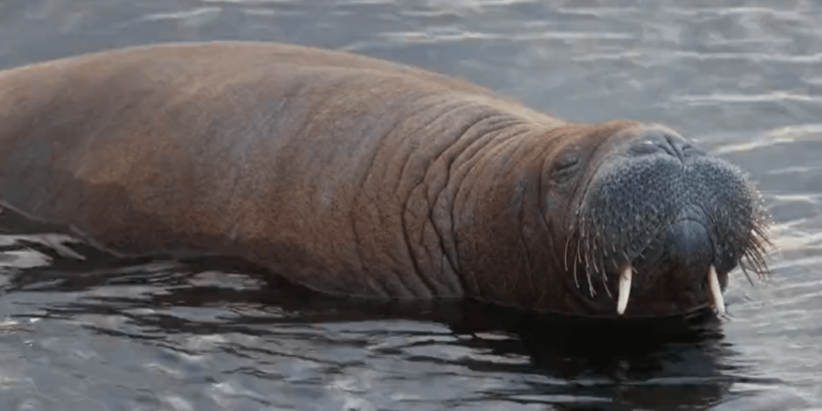 Death by Selfie: Freya the Walrus Killed in Norway | PETA Death by Selfie: Freya the Walrus Killed in Norway | PETA