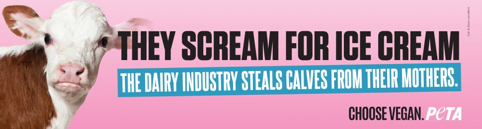 They Scream For Ice Cream, The Dairy Industry Steals Calves From Their Mothers.