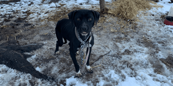 Minnie stands on an icy, filthy patch of land