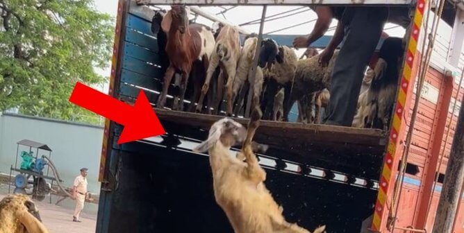 PETA India investigation slaughterhouse