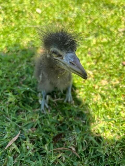 orphaned heron rescued by PETA CID