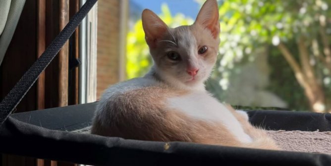 Kitten Genius Sheldon Rescued by PETA Seeks New Roommate: Apply Today!