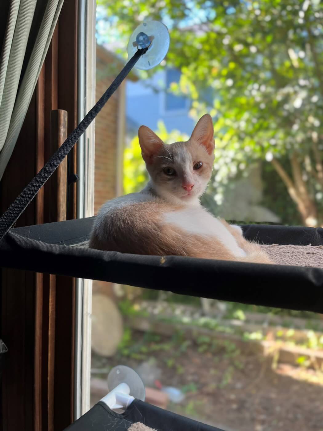 sheldon the cat sitting in a window