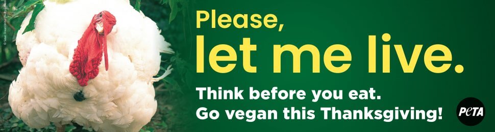 Please, Let Me Live. Think Before You Eat. Go Vegan This Thanksgiving!