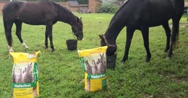 horses getting food in Ukraine