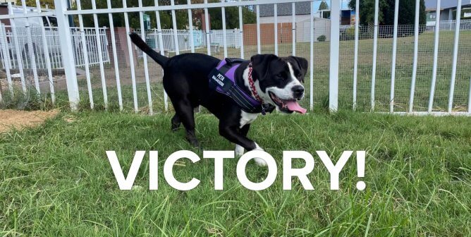 Victory! PETA Gains Full Custody of the ‘Bertie 5’ in Court