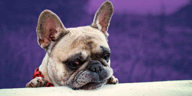 Sad looking french bulldog, purple background