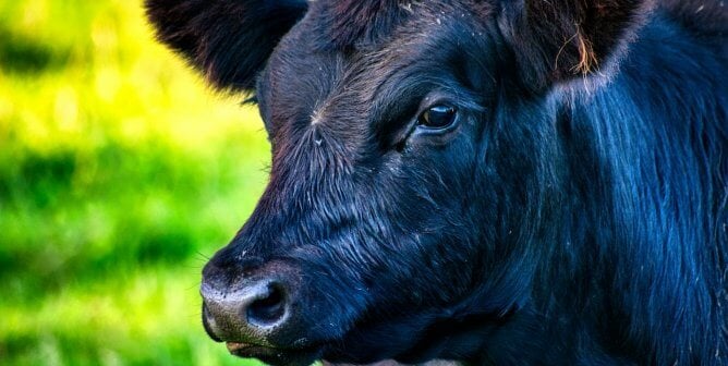 black cow in green field