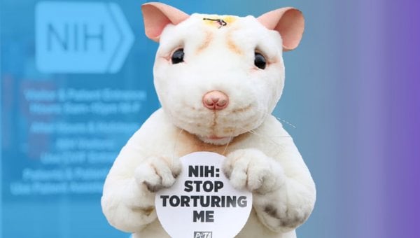 nih mouse mascot with blue background