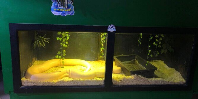 boa confined at San Antonio Aquarium