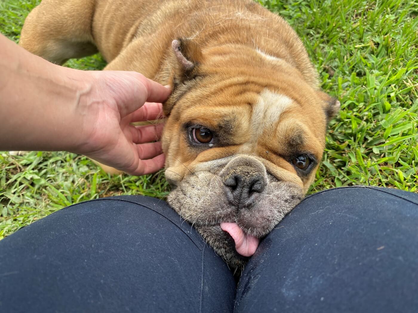 Buying Flat Faced Breeds Is Flat Out Cruel PETA