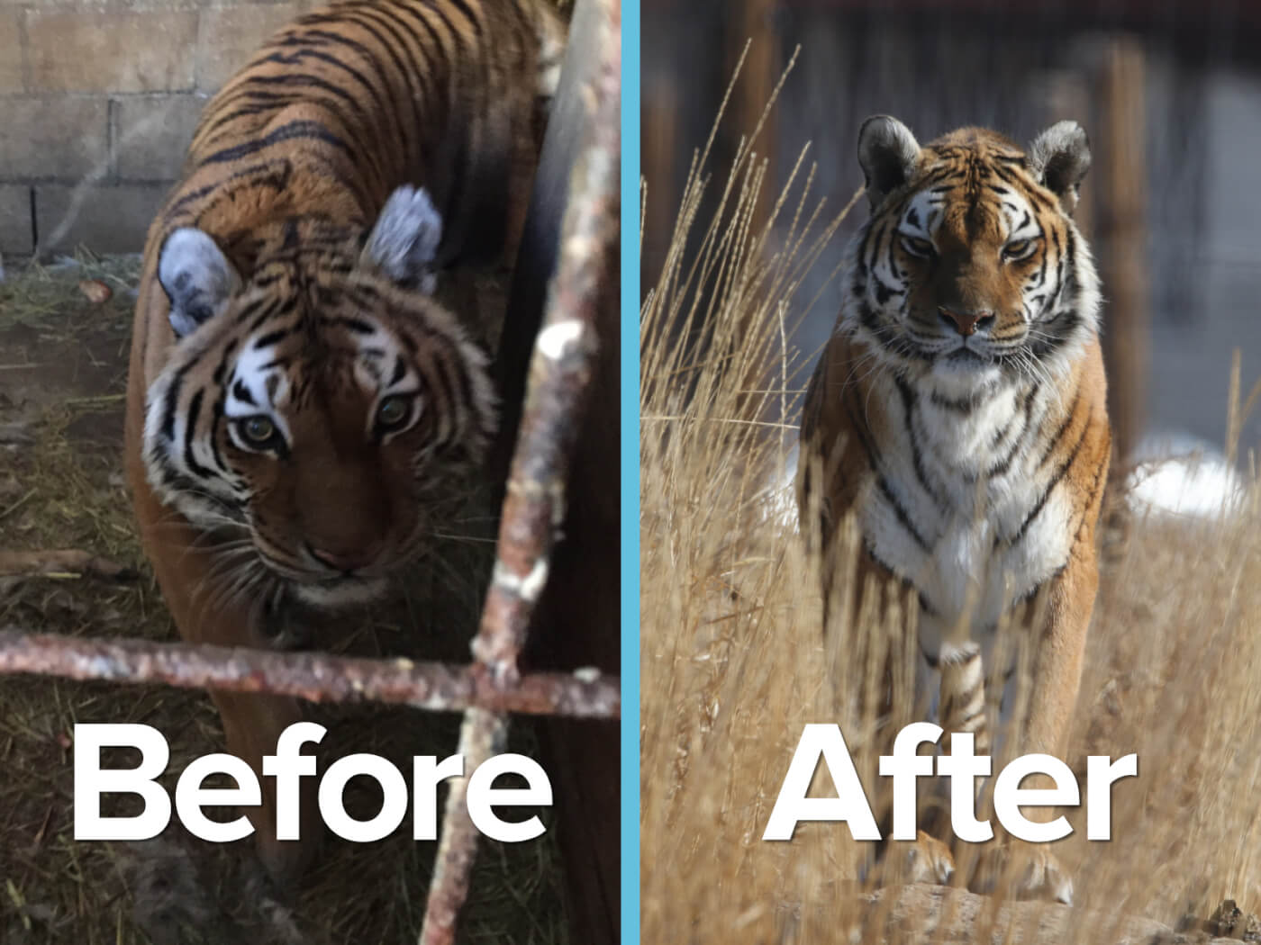 A side-by-side composite image of a tiger, behind bars at a roadside zoo and healthy in the sanctuary where she has been transferred.