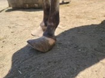 CID trims overgrown horse hooves in California