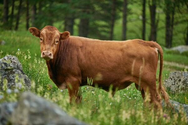 cow in field