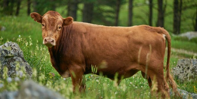 The REAL Cost of Wagyu, Foie Gras, and Other ‘Luxury’ Animal-Based Foods? Animal Suffering