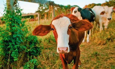 Going Vegan Is Not the Same as Going On a ‘Diet’—Here’s Why
