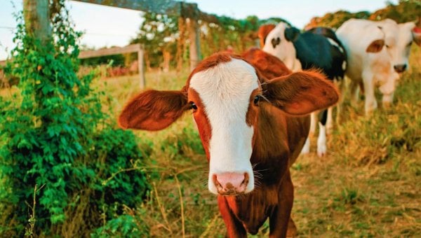 Group of cows with big ears