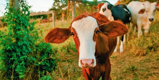 Group of cows with big ears