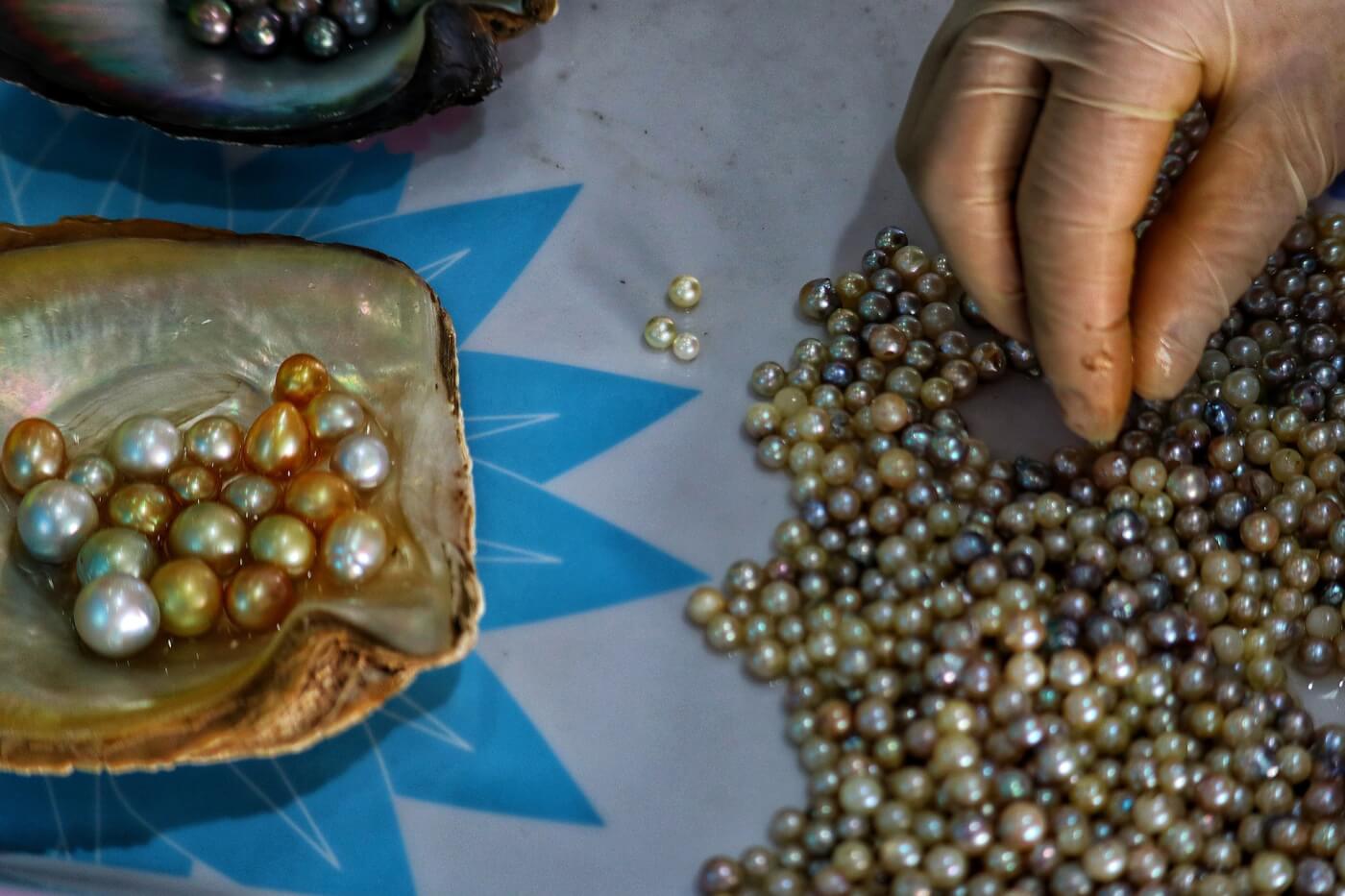 a person's hand sifting through a pile of cultured pearls