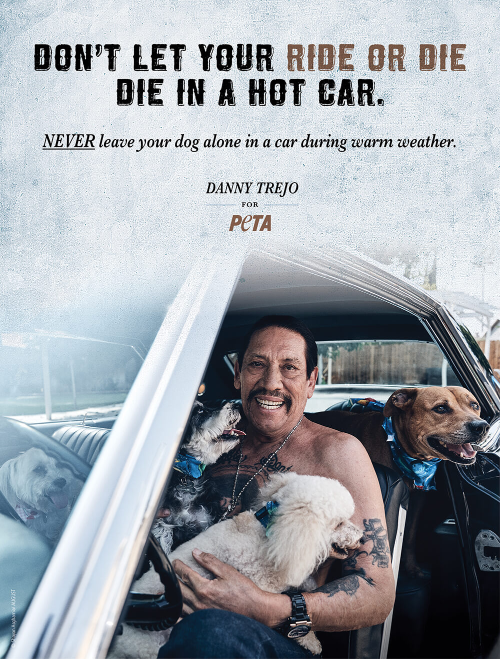 Ad picturing Danny Trejo outside in open car with multiple dogs on his lap and behind him with text that says Don't Let Your Ride Or Die Die In A Hot Car.