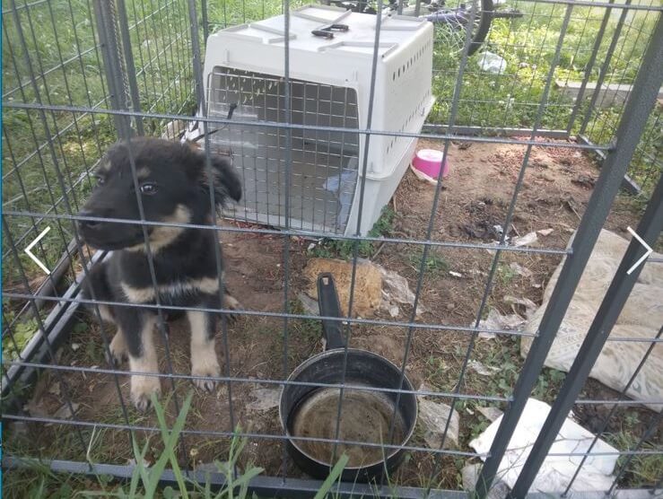 dog kept dirty pen with no shade