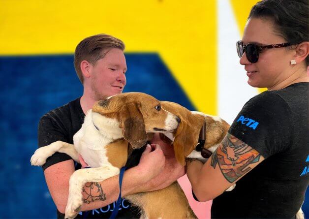 PHOTOS: 25 Beagles Rescued From Envigo Get Some TLC at PETA
