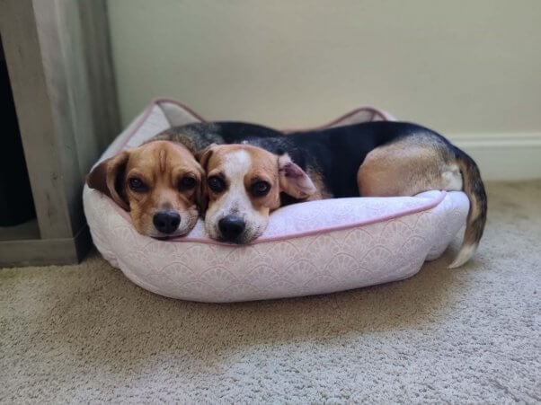 Eleanor in dog bed with other dog