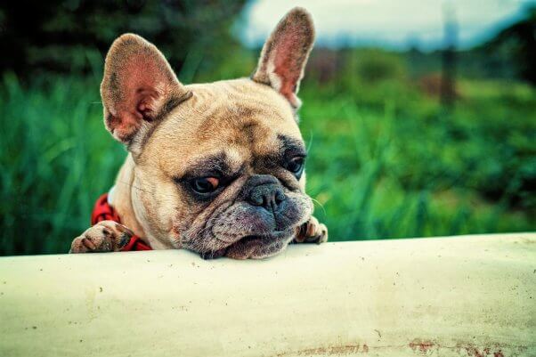 Sad looking french bulldog