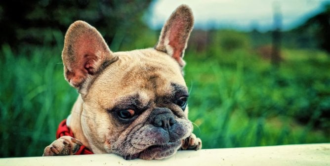 Why PETA Says It’s a Good Thing Bulldogs, Pugs Eventually Won’t Exist