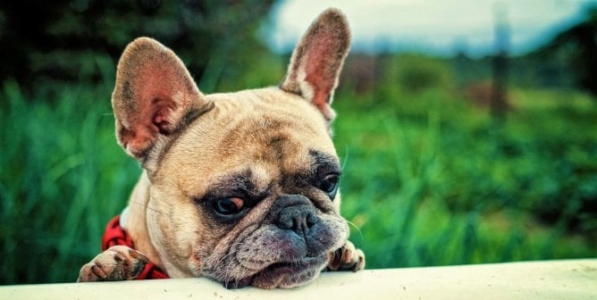 Sad looking french bulldog