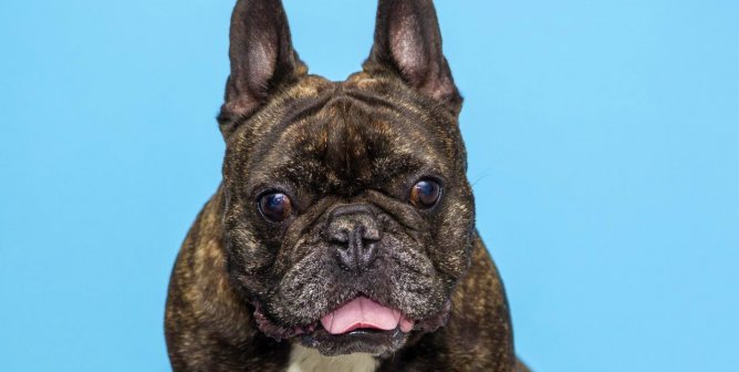 A Doggone Win: Wieden+Kennedy Commits to Stopping Its Use of BIBs in Ads