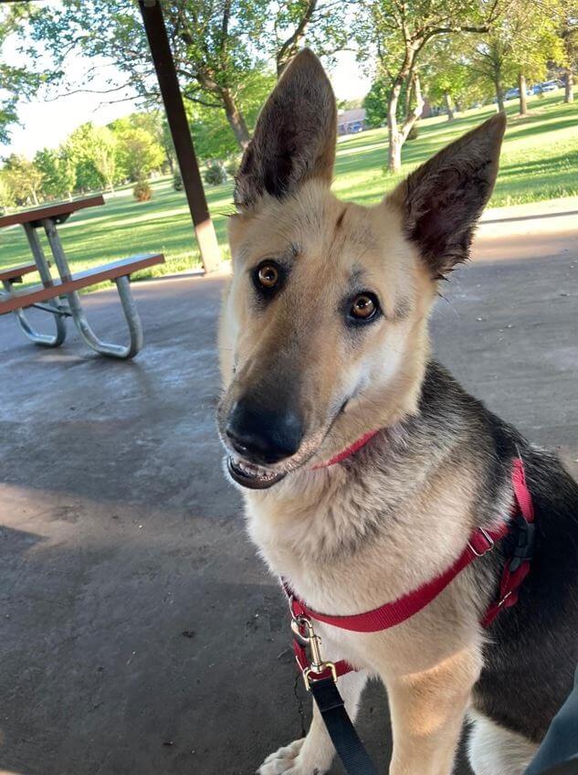 German shepherd rescued by PETA CID