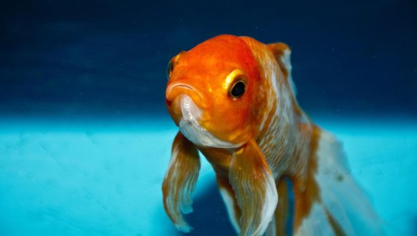 Speak Out Against Animal Giveaways in Parkersburg, West Virginia!