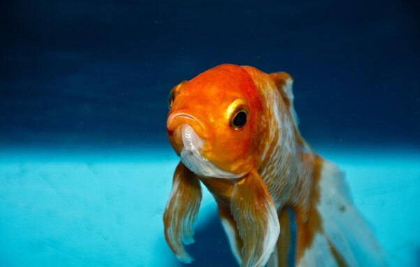Orange and white goldfish with blue background