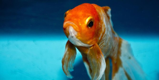 Orange and white goldfish with blue background