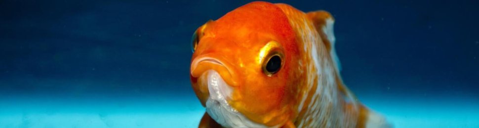 Orange and white goldfish with blue background
